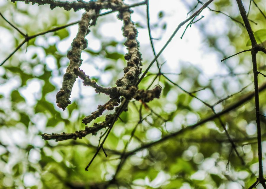 Tree trimming and pruning by Daves Tree and Shrubs in Upper Providence, PA
