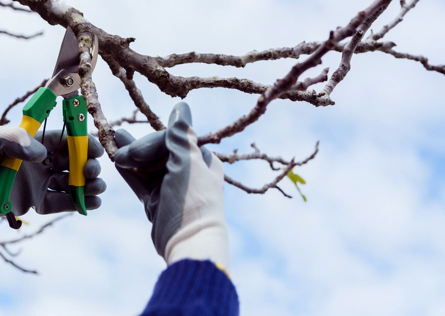 Tree trimming and pruning by Aiken's Tree Service LLC in Schiller Park, IL