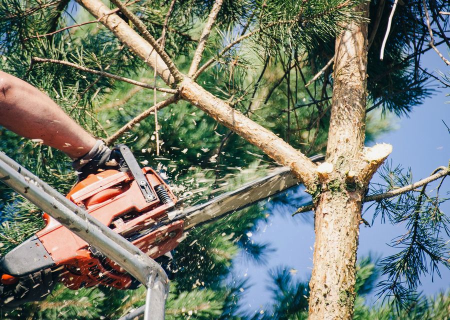 Tree trimming and pruning by Tree Tops Tree Service Inc in Olympia Fields, IL