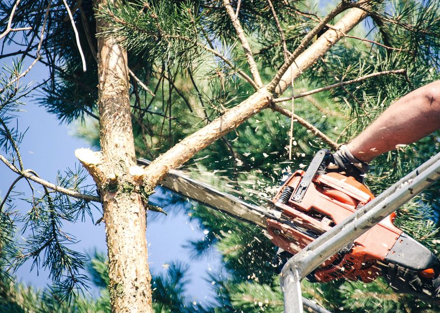Tree trimming and pruning by USAF Tree Service in Ephrata, PA