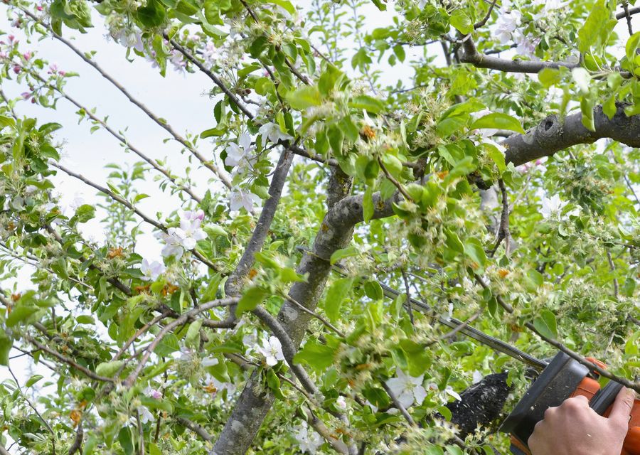 Tree trimming and pruning by Professional Tree Care Crew in Irmo, SC