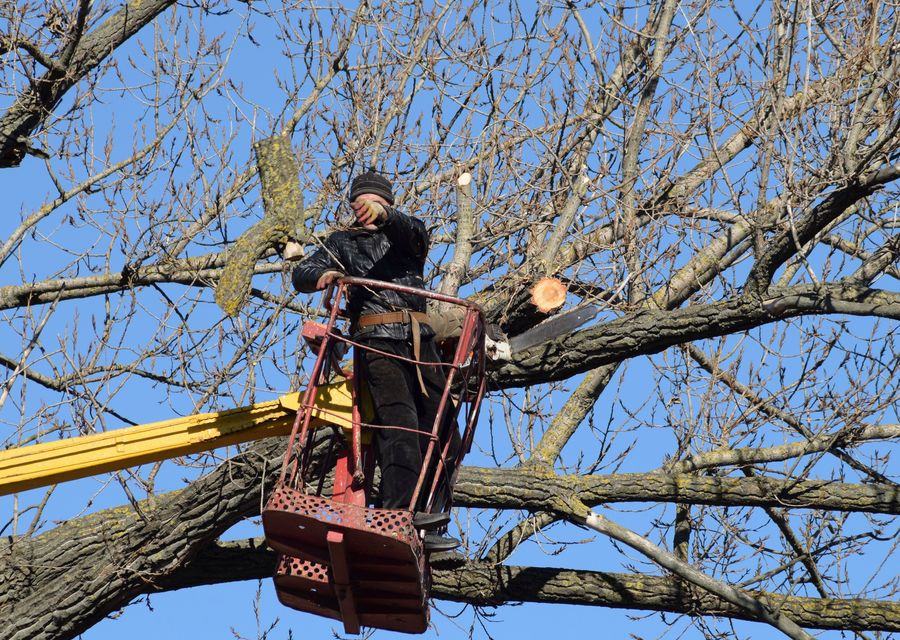 Tree trimming and pruning by Toms Tree Service in Whitemarsh, PA