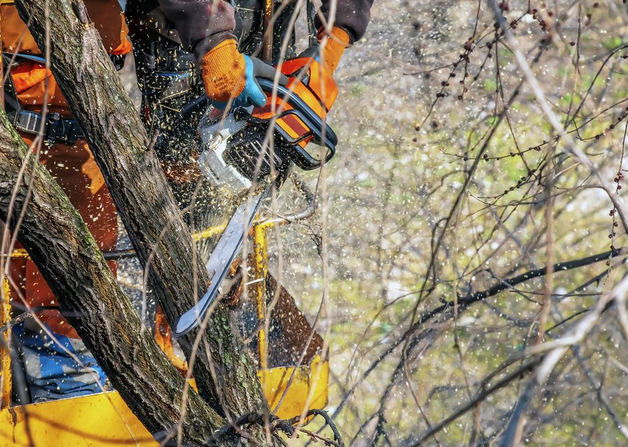 Tree trimming and pruning by Affordable Tree Experts LLC in Norco, CA