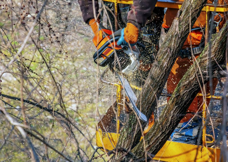 Tree trimming and pruning by Acosta Tree Service in Elderton, PA