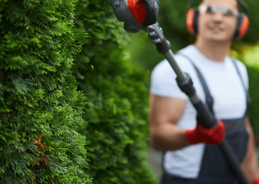 Tree trimming and pruning by TLC Tree & Lawn Care in Lake Bluff, IL
