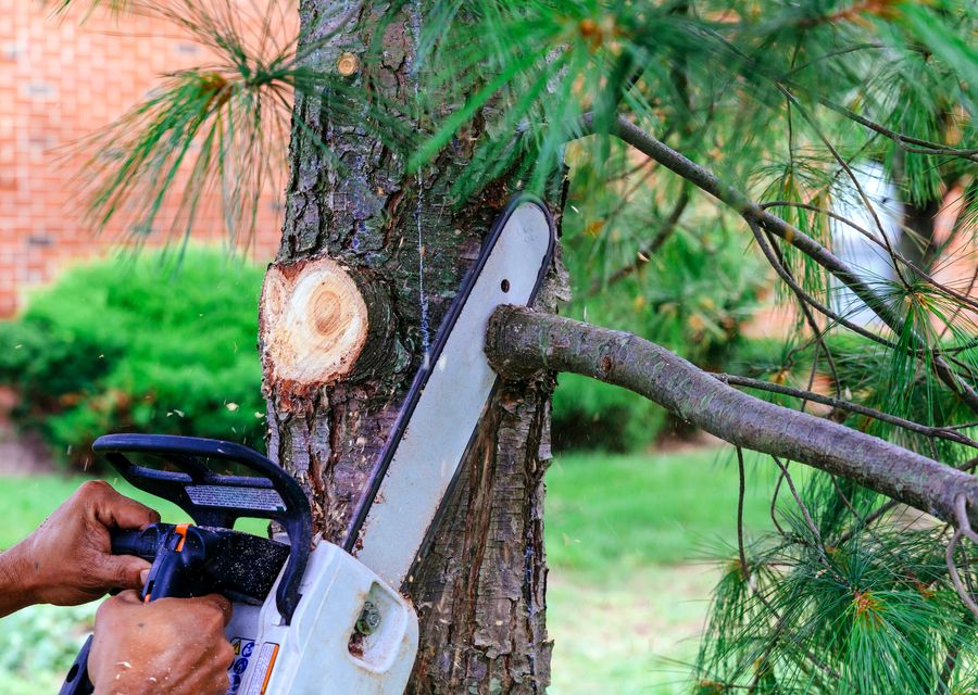 Tree trimming and pruning by Arbor Pro Tree Experts Co. Inc. in Montgomery, PA