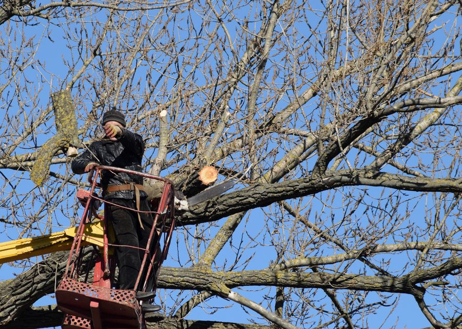Tree trimming and pruning by Sunshine Land & Tree Inc in North Chicago, IL