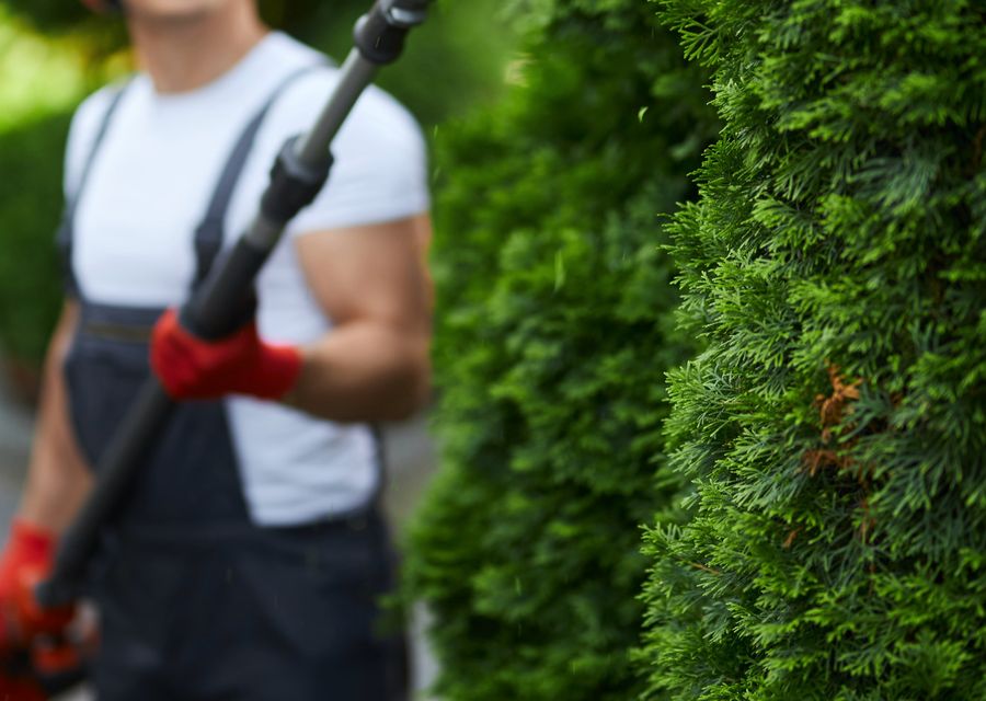 Tree trimming and pruning by Tarzan Tree Removal, LLC in Braidwood, IL