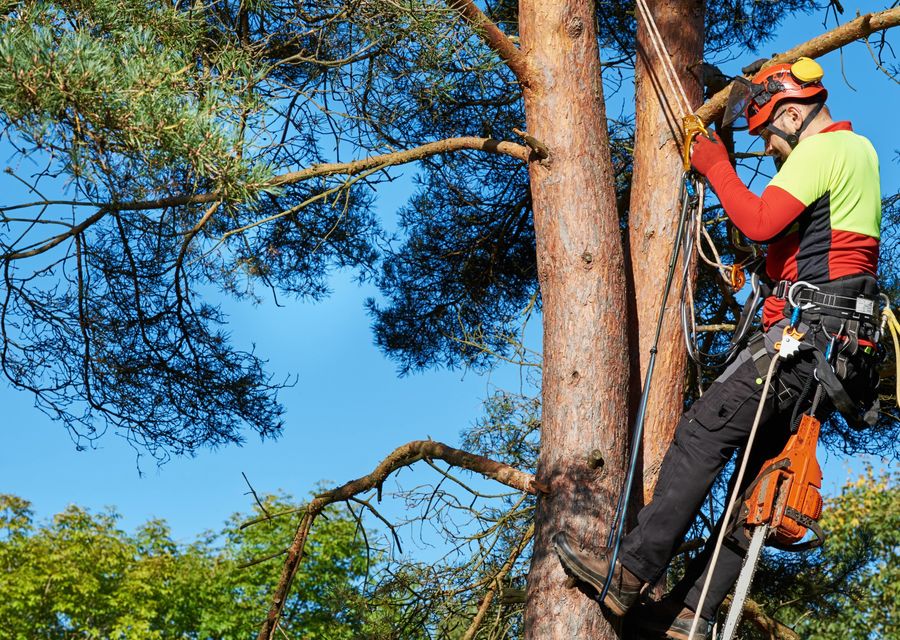 Tree trimming and pruning by Tree Removal And Crane Service in Greensburg, PA