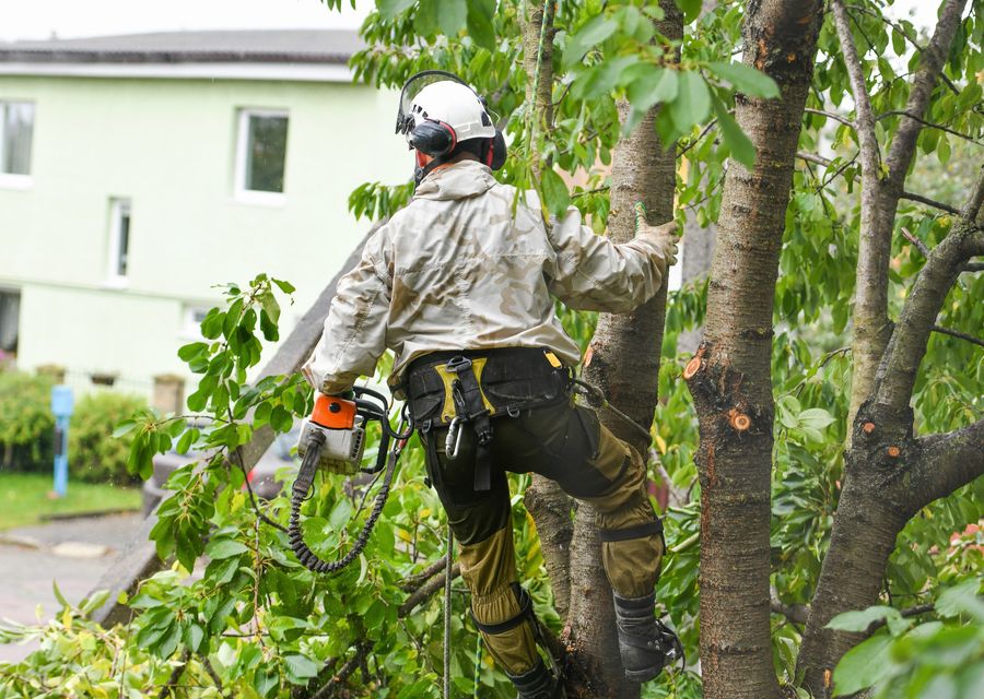 Tree trimming and pruning by The Davey Tree Expert Company in Tinley Park, IL