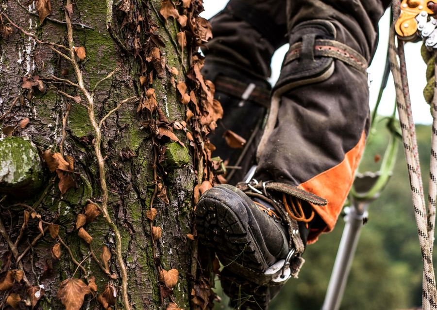 Tree trimming and pruning by BJS Tree Service LLC in Chesterton, IN