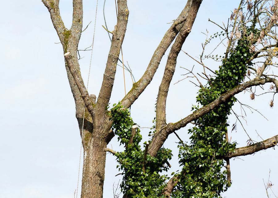 Tree trimming and pruning by Tree Worx in Lyndon, VT