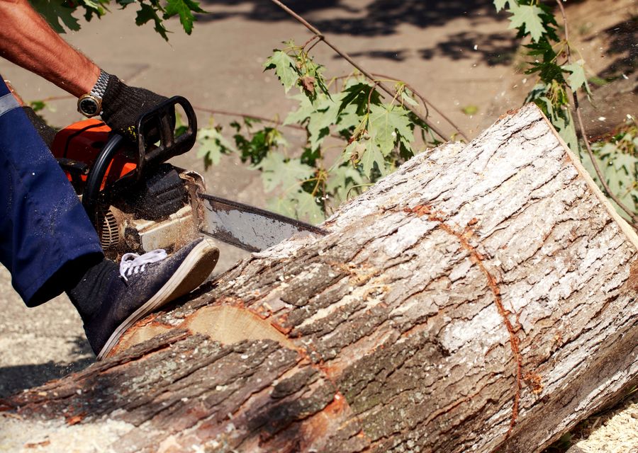 Tree trimming and pruning by Cipriano's Landscaping in Cocoa Beach, FL