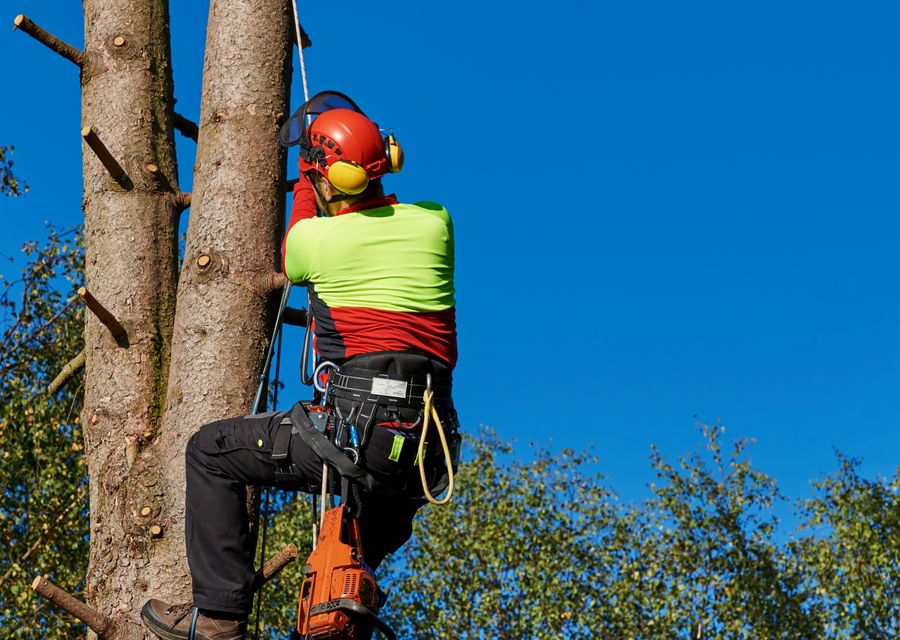 Tree trimming and pruning by T & M Greencare Inc in Midlothian, IL