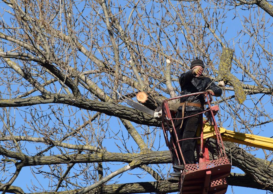 Tree trimming and pruning by J&L Budget Tree Service, LLC in Davidson, NC