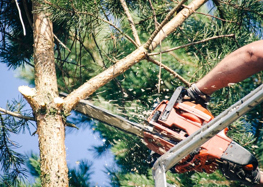 Tree trimming and pruning by W&L Tree Services & Landscaping LLC in Monee, IL