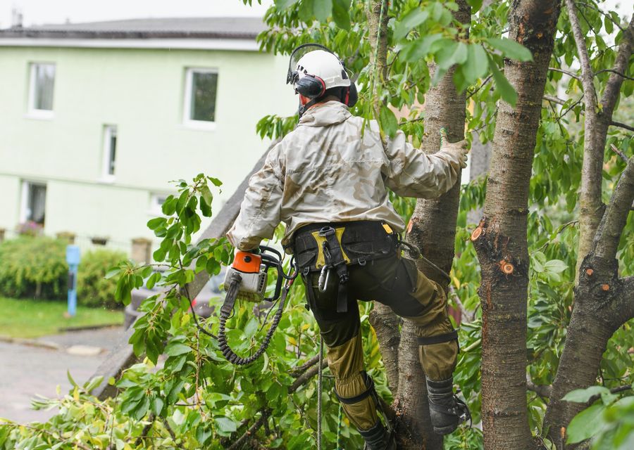 Tree trimming and pruning by Bonilla Tree Service in Melbourne, FL