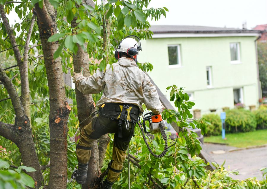 Tree trimming and pruning by JBS Tree Experts LLC in Waxhaw, NC