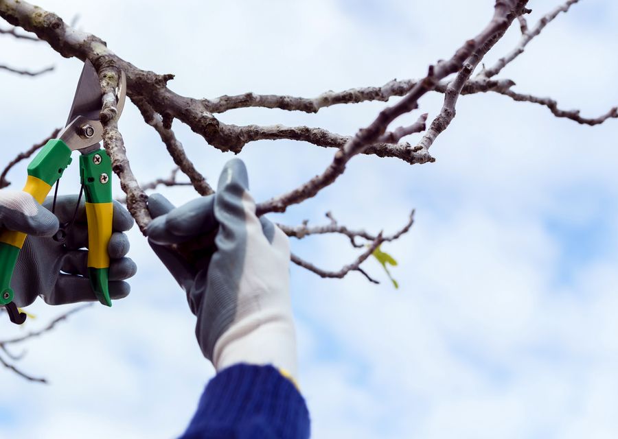 Tree trimming and pruning by Able Tree Service in Skokie, IL