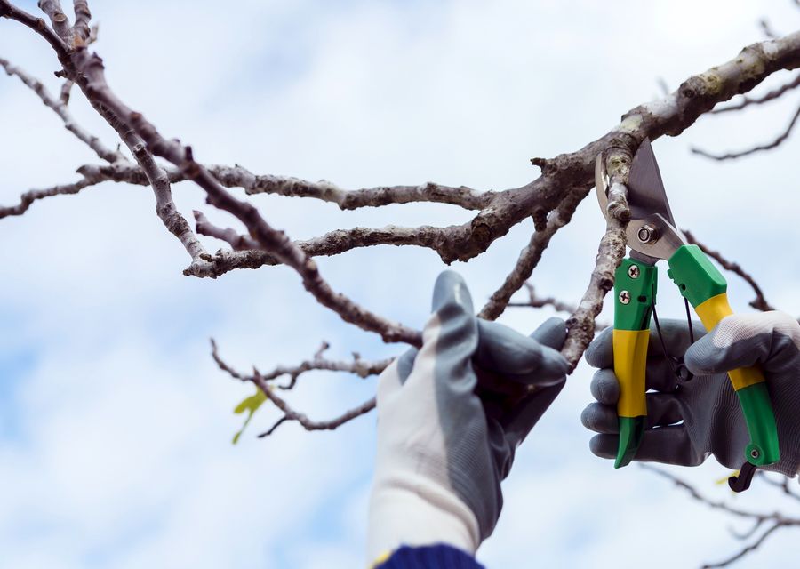 Tree trimming and pruning by Sydney tree service llc in Georgetown, TX