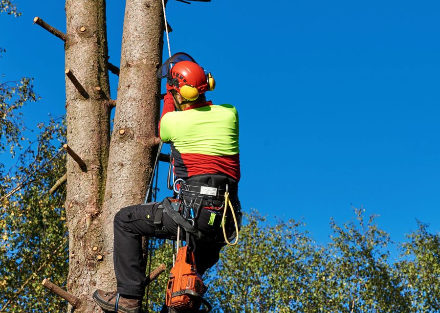 Tree trimming and pruning by Apple Tree Services LLC in North Chicago, IL