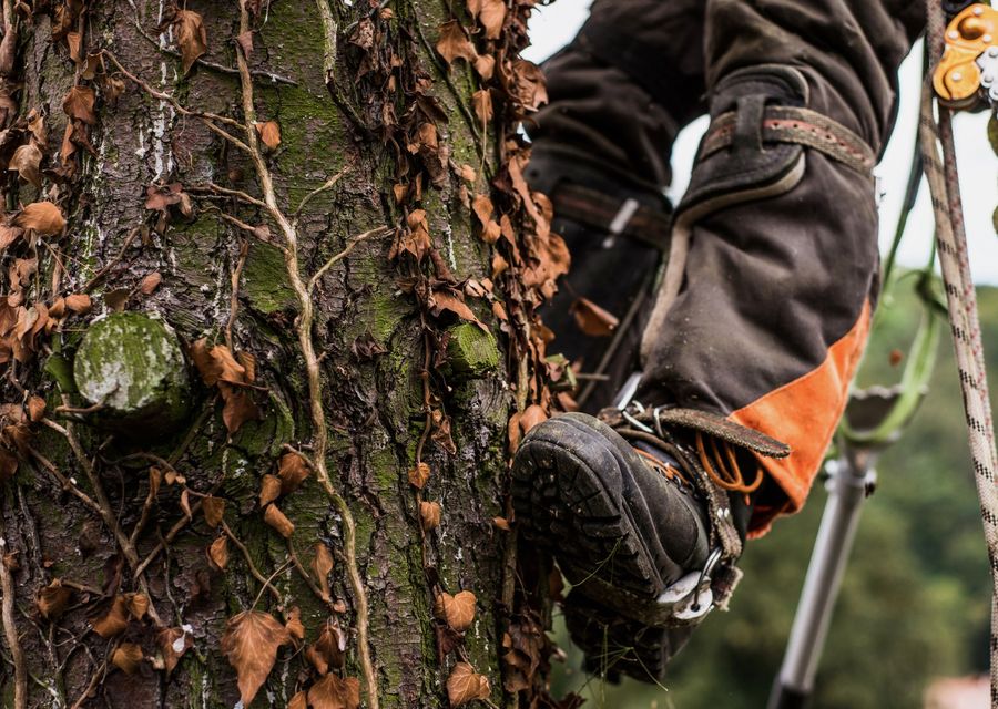 Tree trimming and pruning by Blue Sky Tree Service in Nanty Glo, PA