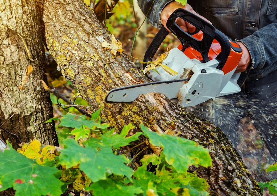 Tree trimming and pruning by Diaz Landscaping & Tree Service in Mascotte, FL