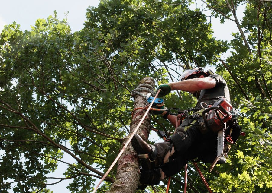 Tree trimming and pruning by Miller Family Tree Care in East Petersburg, PA