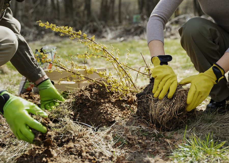 Tree trimming and pruning by Trailhawk Tree Experts LLC in Warwick, PA