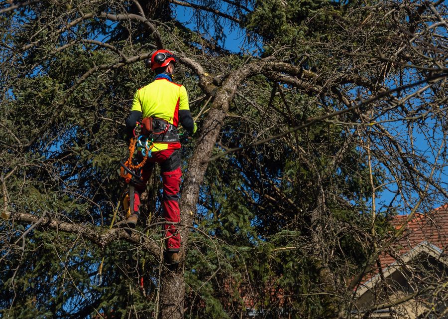 Tree trimming and pruning by Remberto Tree Work & Landscaping in Wauconda, IL