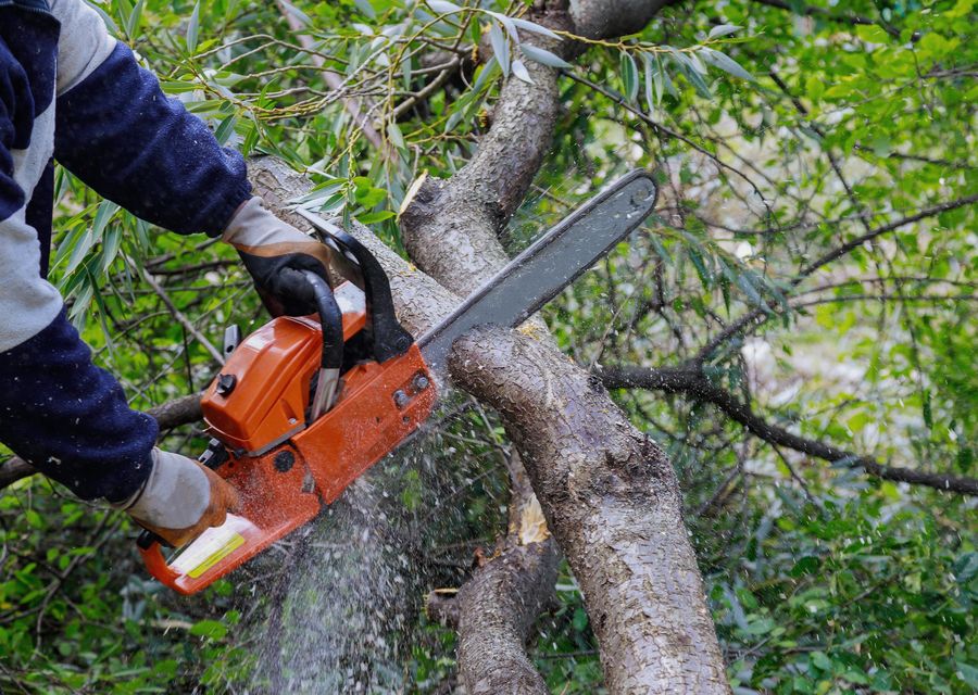 Tree trimming and pruning by Melo's Tree Service in Valley, NE