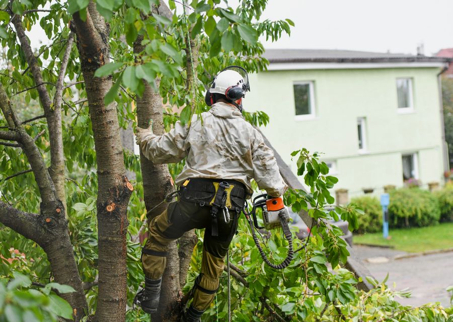Tree trimming and pruning by Sunshine Grove Arbors in Burleson, TX