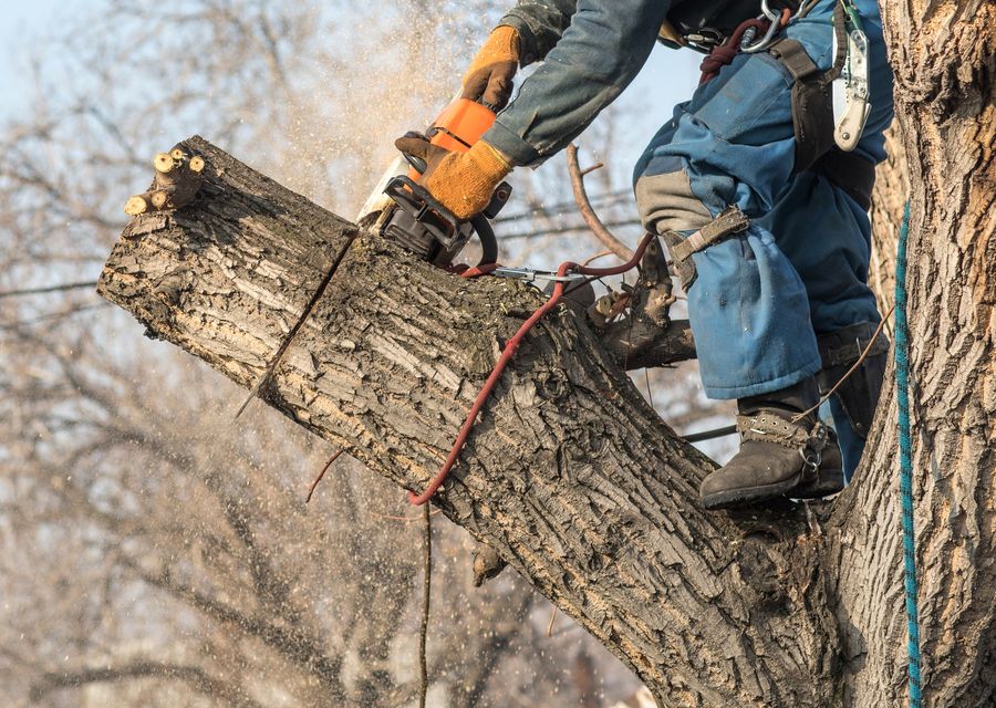 Tree trimming and pruning by Express Tree Service Corporation in Ball Ground, GA