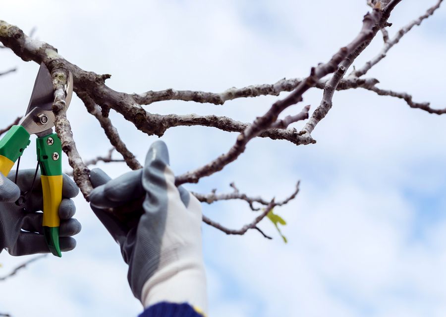 Tree trimming and pruning by Oasis Tree Service Company LLC in Upper Hanover, PA