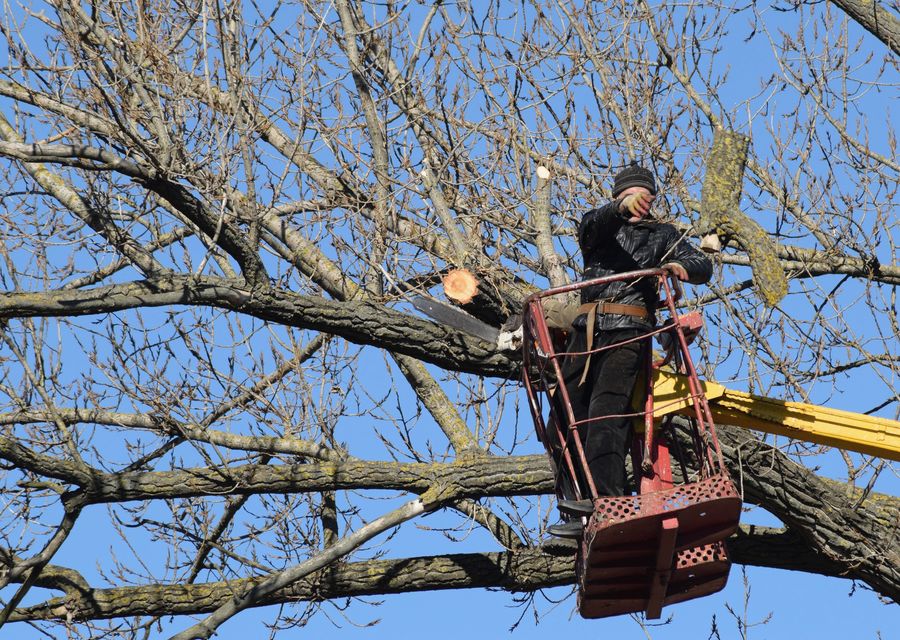 Tree trimming and pruning by Rayzor's Edge Tree Service in Hillside, IL