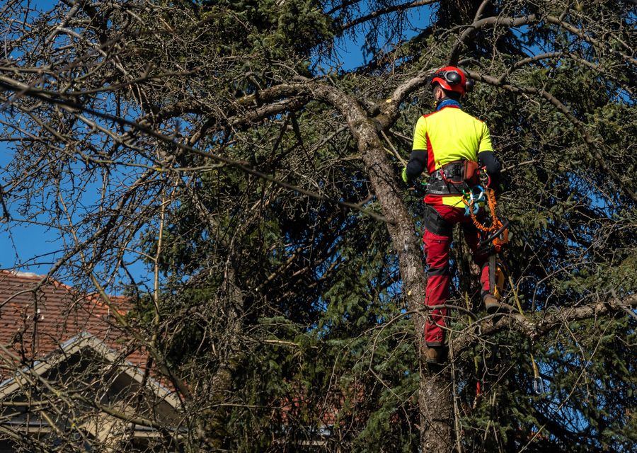 Tree trimming and pruning by Vinicio Tree Service in Posen, IL