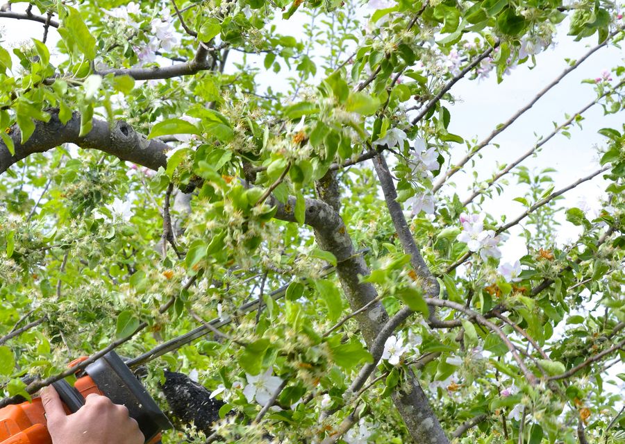 Tree trimming and pruning by Cypress Tree Service, LLC in Kouts, IN