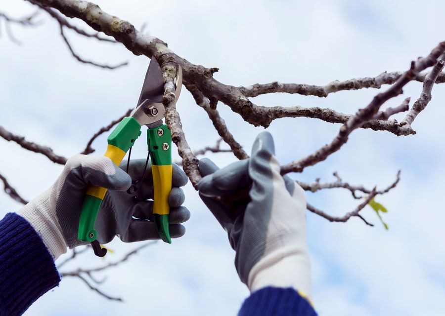 Tree trimming and pruning by Silas tree service llc in Prosperity, SC