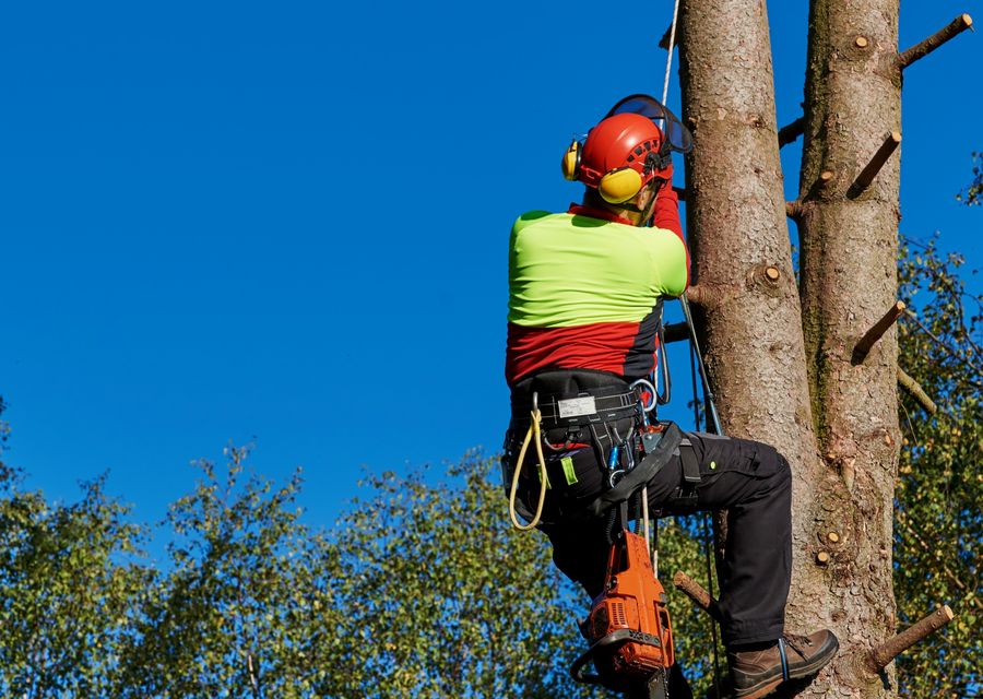 Tree trimming and pruning by Rayner Tree Solution LLC in West Columbia, SC