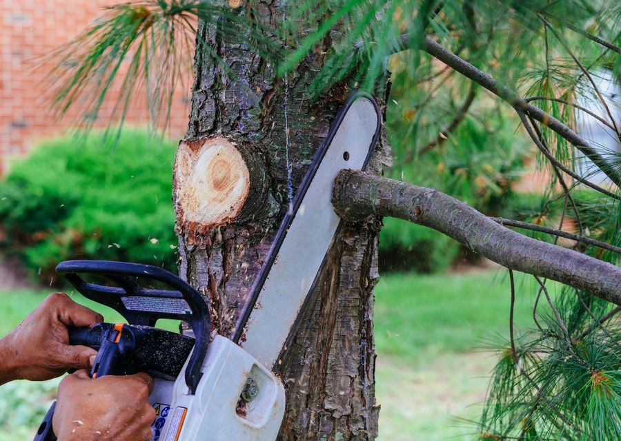 Tree trimming and pruning by Xterra Tree Service in Wayne, IL