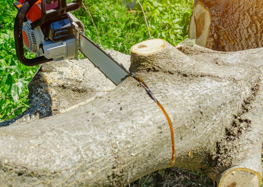 Tree trimming and pruning by Forrest Tree Surgeon in York, ME