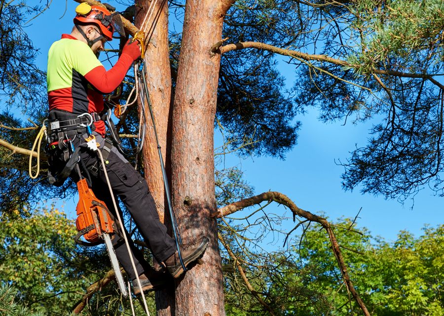Tree trimming and pruning by Allstate Tree & Shrub Corp. in Riverside, CA