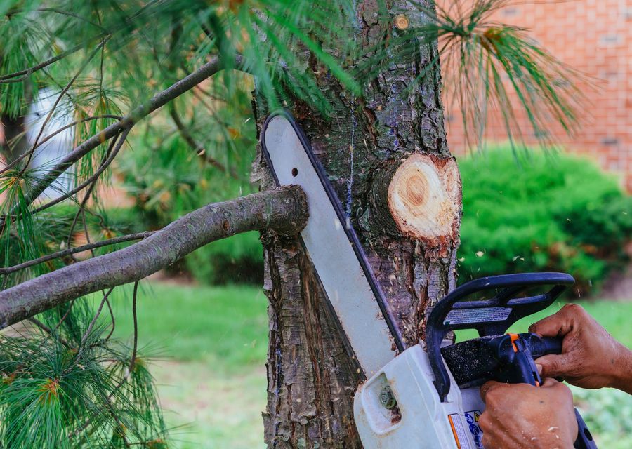 Tree trimming and pruning by Competition Tree Service in Osteen, FL