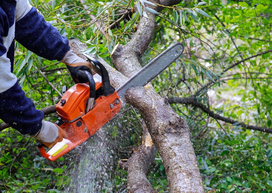Tree trimming and pruning by Edison Tree Service in Kennebunk, ME