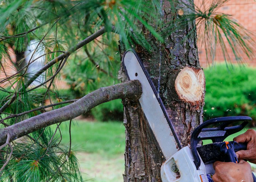 Tree trimming and pruning by L. A. Tree Service Corp in Burr Ridge, IL