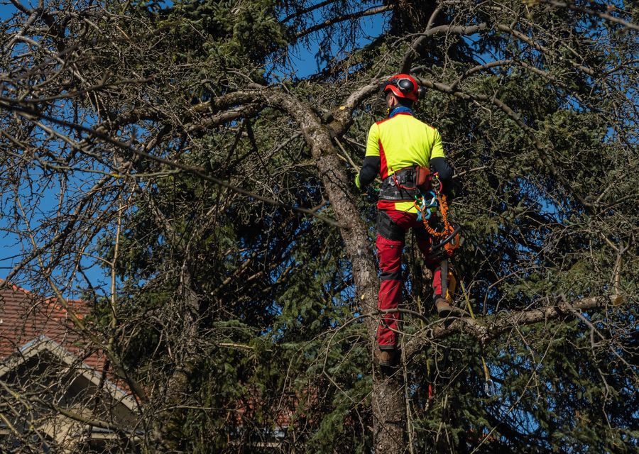Tree trimming and pruning by Yoos Tree Service in East Huntingdon, PA