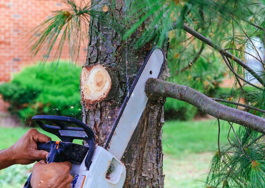 Tree trimming and pruning by Luis Hernandez Tree Service in Skippack, PA