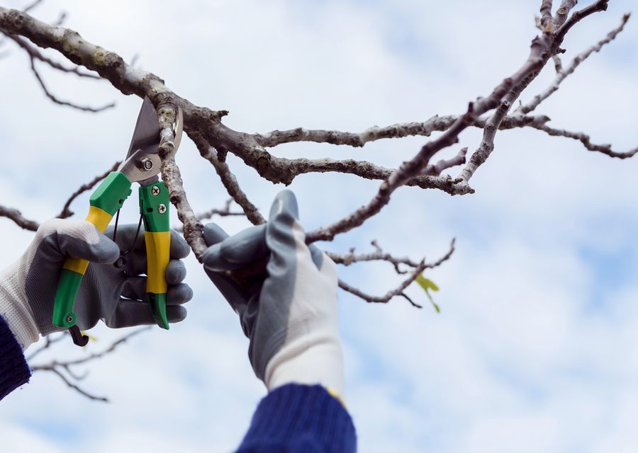 Tree trimming and pruning by JT Tree Service in Conestoga, PA