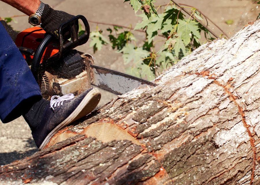 Tree trimming and pruning by Tree Service Kings in Lindenhurst, IL