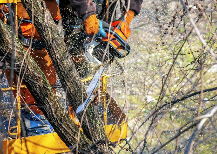 Tree trimming and pruning by Morys Tree Service in Dolton, IL